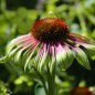 Preview: Echinacea Green Twister (Samen)