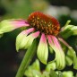 Preview: Echinacea Green Twister (Samen)