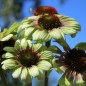 Preview: Echinacea Green Twister (Samen)