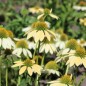 Preview: Neu! Echinacea Mellow Yellow (Samen)