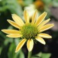 Preview: Neu! Echinacea Mellow Yellow (Samen)