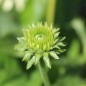 Preview: Neu! Echinacea Mellow Yellow (Samen)