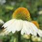 Preview: Neu! Echinacea Mellow Yellow (Samen)
