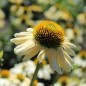 Preview: Neu! Echinacea Mellow Yellow (Samen)