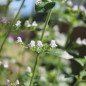 Preview: Echte Bergminze (Samen)