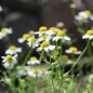 Preview: Echte Kamille Lutea (Samen)