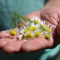 Preview: Echte Kamille Lutea (Samen)