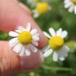 Preview: Echte Kamille Lutea (Samen)