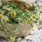Preview: Echte Kamille Lutea (Samen)