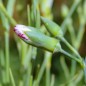 Preview: Edelnelke Beningna (Samen)