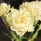 Preview: Edelnelke Marie Chabaud (Samen)
