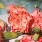 Preview: Edelnelke Orange Sherbett (Samen)