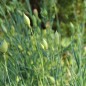 Preview: Edelnelke Orange Sherbett (Samen)