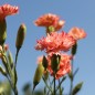 Preview: Edelnelke Orange Sherbett (Samen)