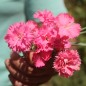 Preview: Edelnelke Rose Queen (Samen)