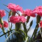 Preview: Edelnelke Rose Queen (Samen)