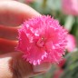 Preview: Edelnelke Rose Queen (Samen)