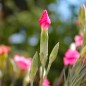 Preview: Edelnelke Rose Queen (Samen)