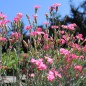 Preview: Edelnelke Rose Queen (Samen)