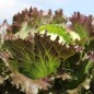 Preview: Eisbergsalat Derel (Samen)