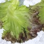 Preview: Eisbergsalat Derel (Samen)
