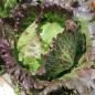 Preview: Eisbergsalat Derel (Samen)