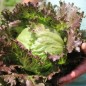 Preview: Eisbergsalat Derel (Samen)