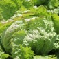Preview: Neu! Eisbergsalat Grazer Krauthäuptel (Samen)