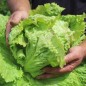 Preview: Neu! Eisbergsalat Grazer Krauthäuptel (Samen)