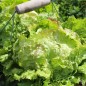 Preview: Neu! Eisbergsalat Grazer Krauthäuptel (Samen)