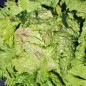 Preview: Neu! Eisbergsalat Grazer Krauthäuptel (Samen)