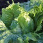 Preview: Eisbergsalat Reine de Glaces (Samen)