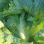 Preview: Eisbergsalat Reine de Glaces (Samen)