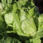 Preview: Eisbergsalat Reine de Glaces (Samen)
