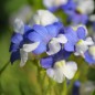 Preview: Elfenspiegel Blue White (Samen)