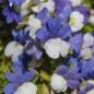 Preview: Elfenspiegel Blue White (Samen)