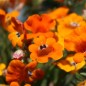 Preview: Elfenspiegel Prince of Orange (Samen)
