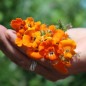 Preview: Elfenspiegel Prince of Orange (Samen)
