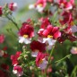 Preview: Elfenspiegel St. George (Samen)