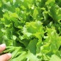 Preview: Endivie Batavian Green (Samen)