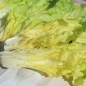 Preview: Endivie Batavian Green (Samen)