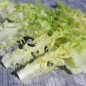 Preview: Endivie Capellina (Samen)
