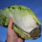 Preview: Endivie Cornetto di Bordeaux (Samen)