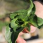 Preview: Endivie Green Grumolo (Samen)