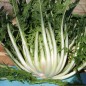 Preview: Endivie Puntarelle Brindisina (Samen)