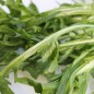 Preview: Endivie Puntarelle Molfettese (Samen)
