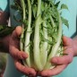 Preview: Endivie Puntarelle Molfettese (Samen)