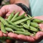 Preview: Markerbse Petit Provencal (Samen)