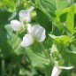Preview: Markerbse Petit Provencal (Samen)