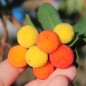 Preview: Erdbeerbaum